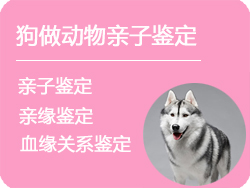 哈尔滨狗做动物亲子鉴定