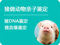 哈尔滨猪做动物亲子鉴定